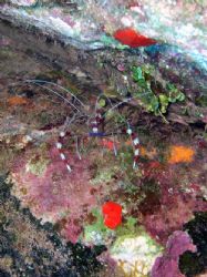 Coral Banded Shrimp by Kevin Elman 